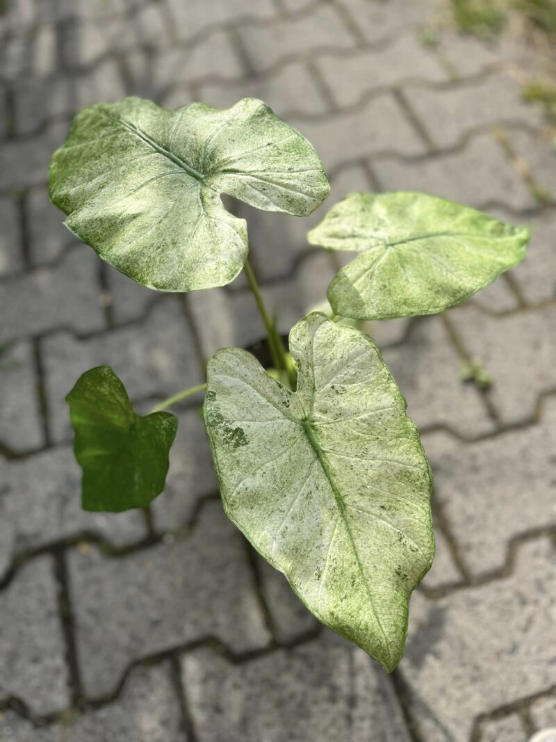 Alocasia Macrorrhiza Splash Mint