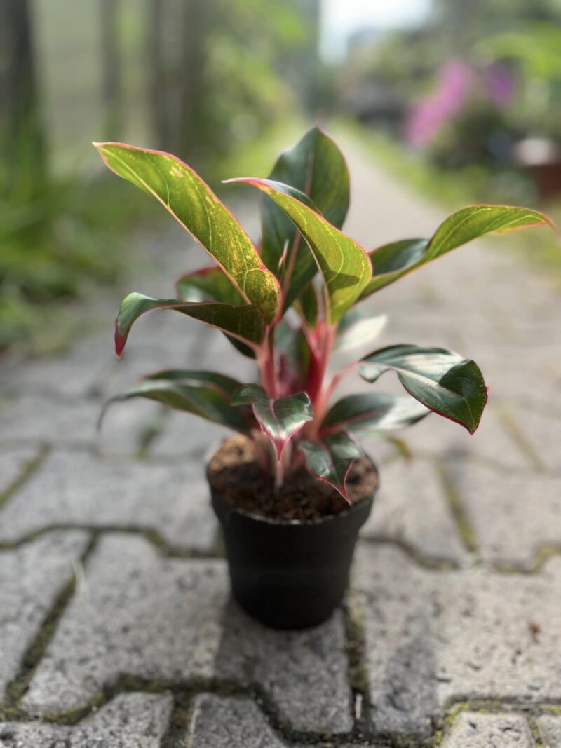 Aglaonema Jungle Red