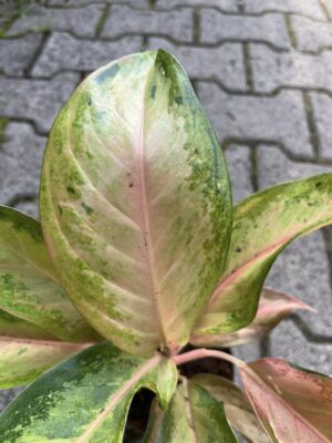 Aglaonema Guave Pink