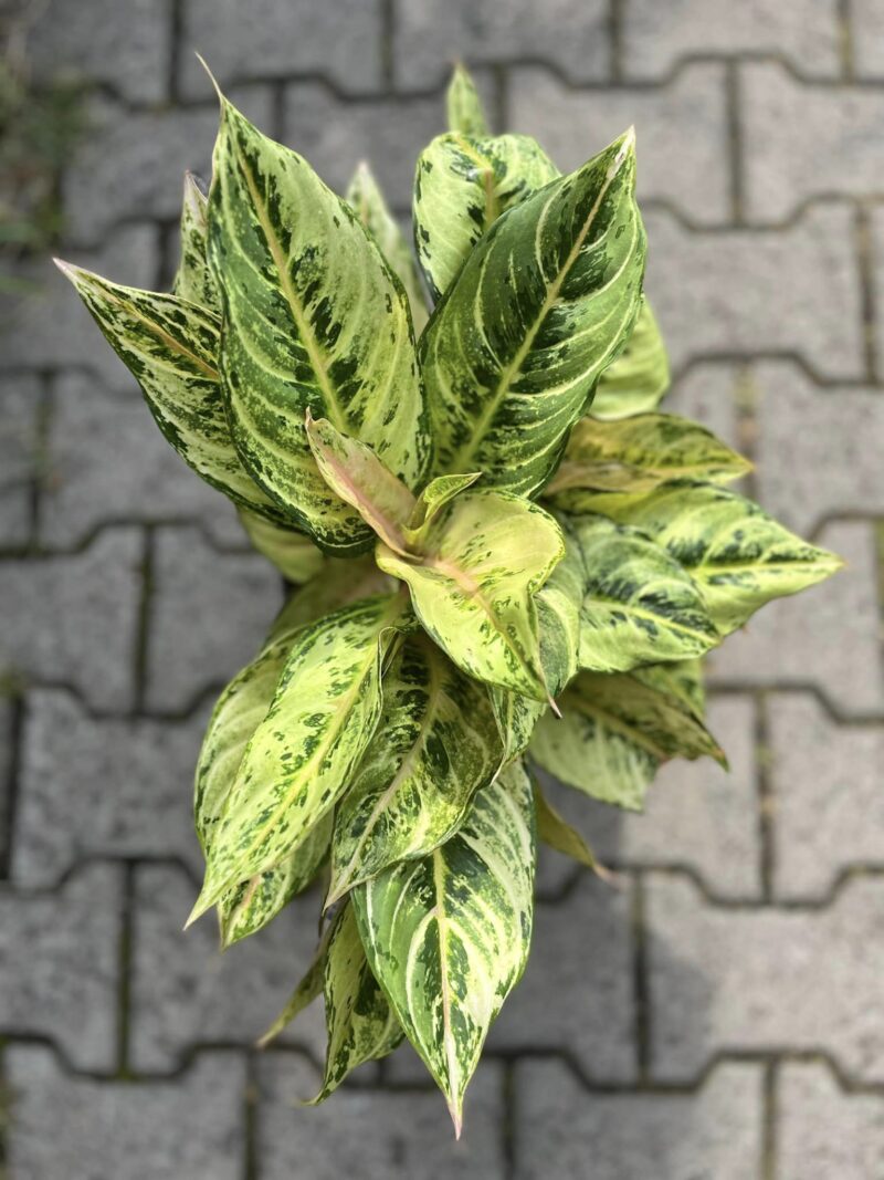 Aglaonema Chartreuse Pretty