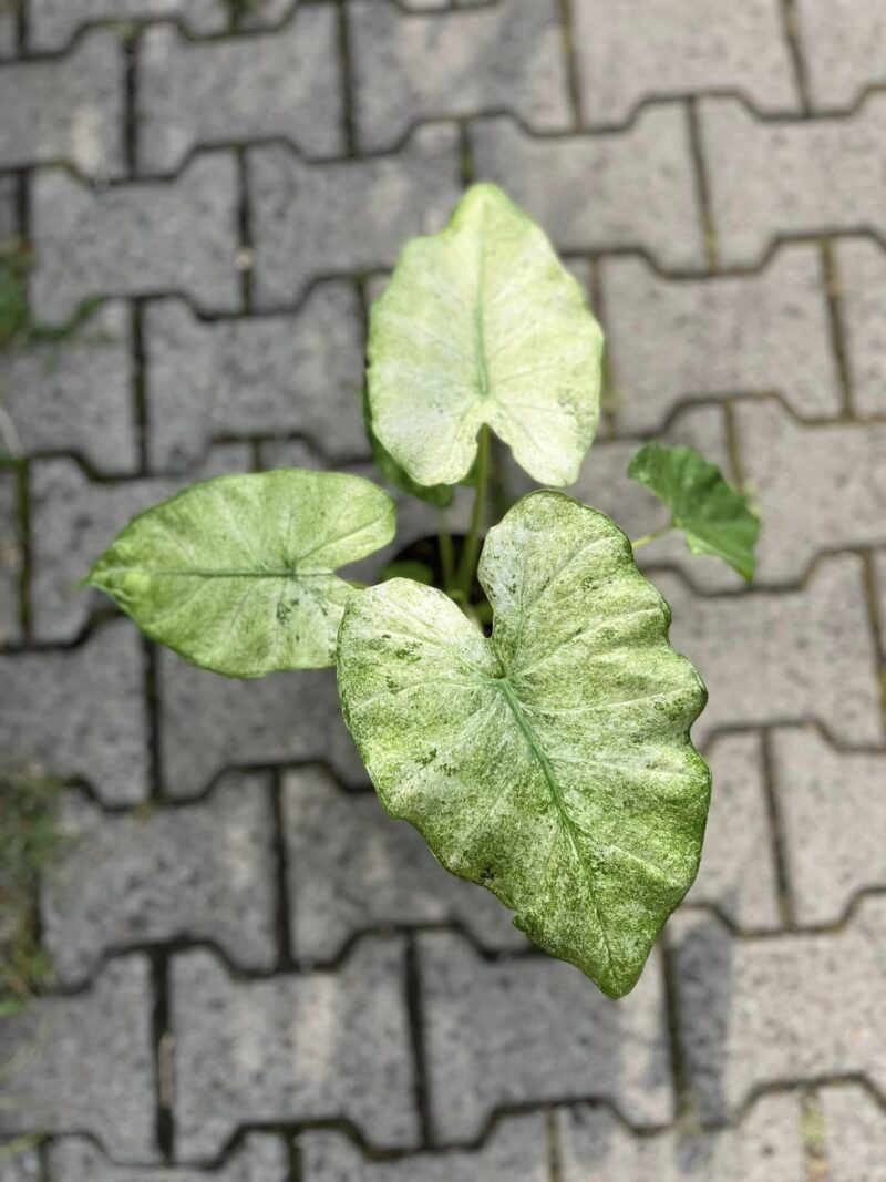 Alocasia Macrorrhiza Splash Mint