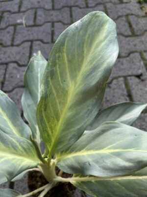Aglaonema Aqua Green