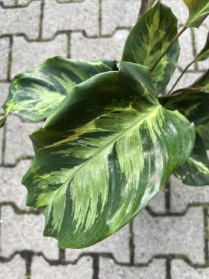 Calathea Confusion
