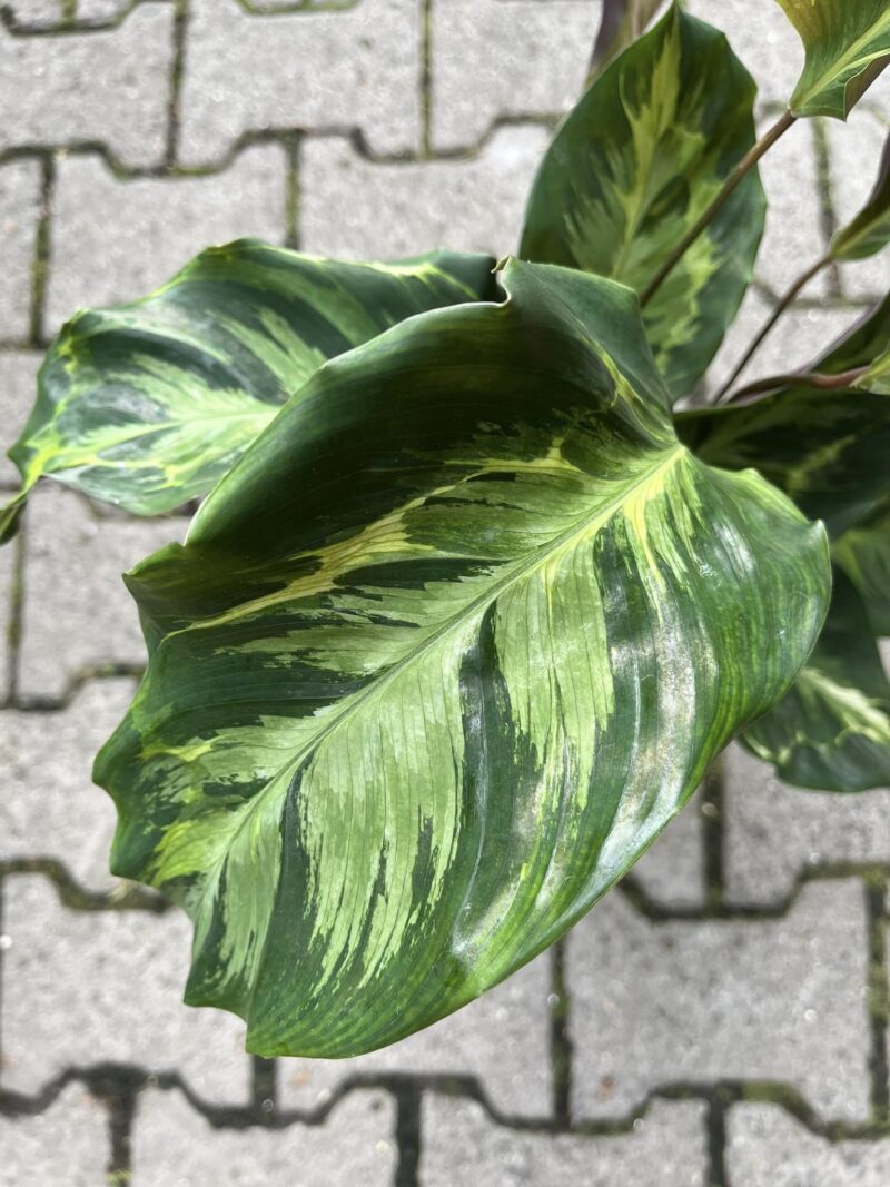 Calathea Confusion
