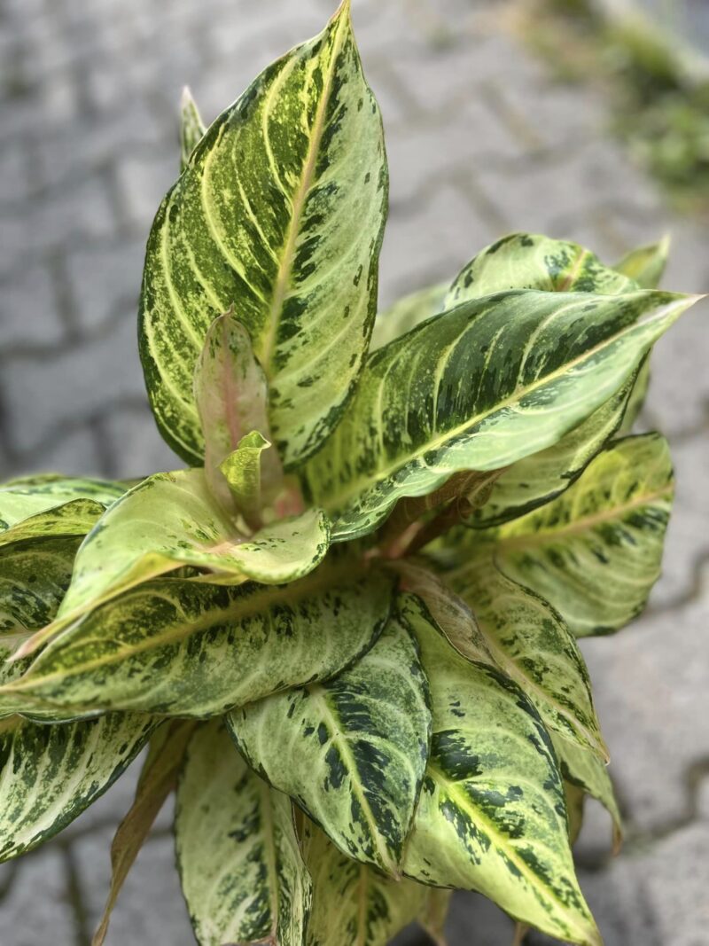 Aglaonema Chartreuse Pretty