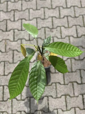 Pachira aquatica ‘Cacao Theobroma’ Kakaowiec