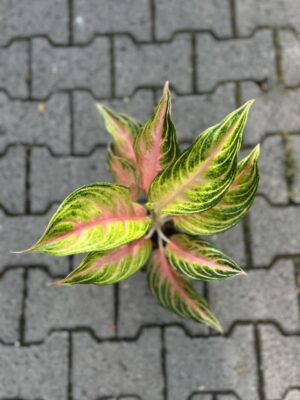 Aglaonema Eyecatcher