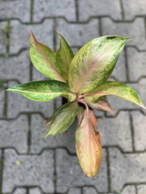 Aglaonema Guave Pink
