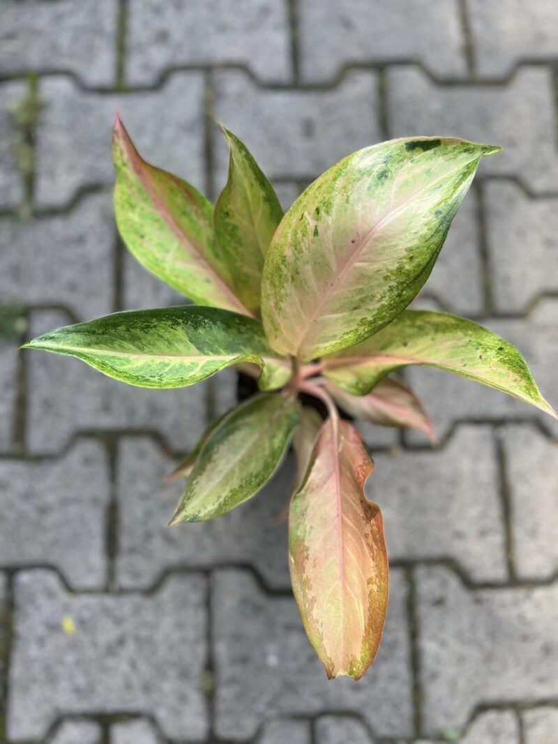 Aglaonema Guave Pink