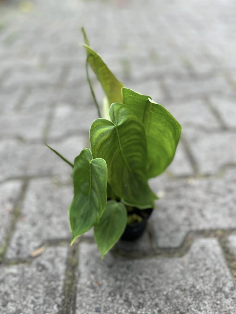 Philodendron sharoniae