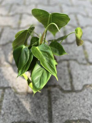 Philodendron Esmeraldense