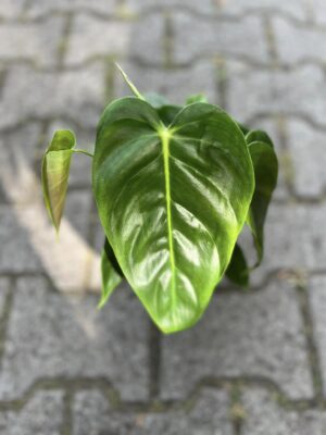 Philodendron Esmeraldense