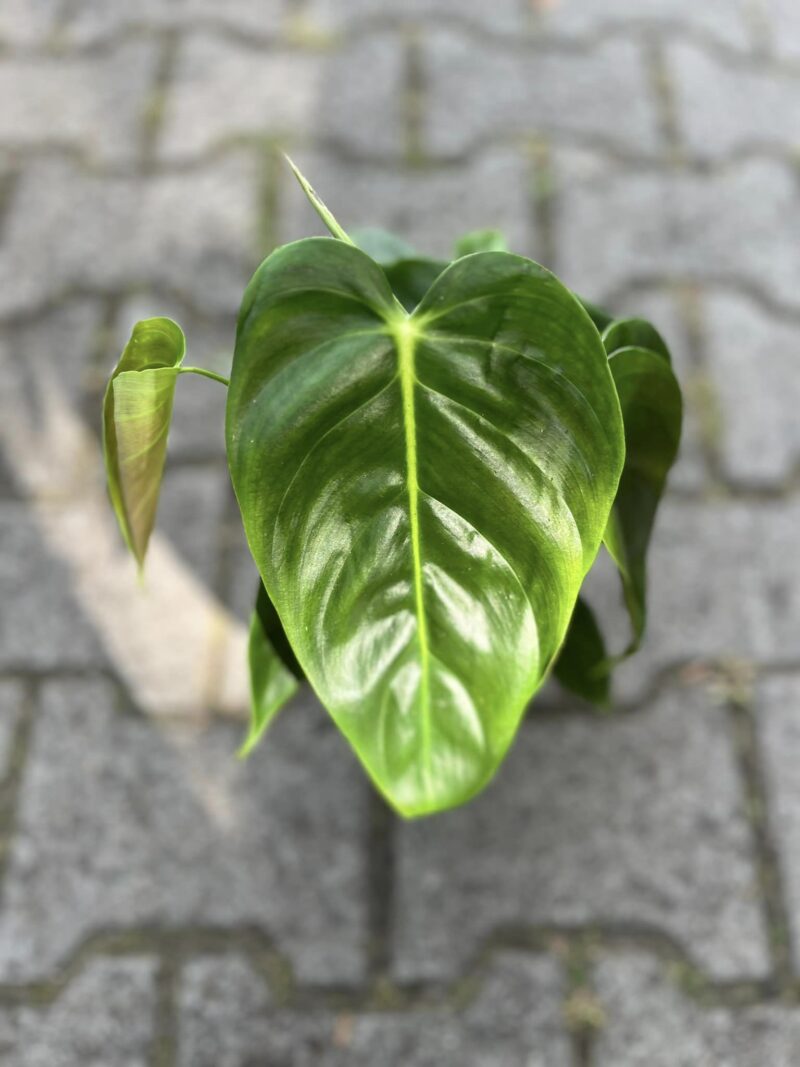 Philodendron Esmeraldense
