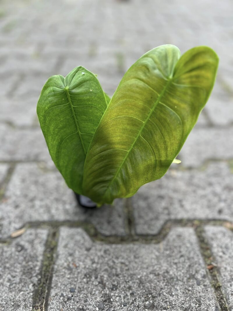 Philodendron sharoniae