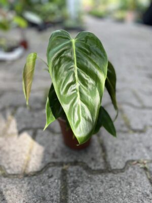 Philodendron Esmeraldense