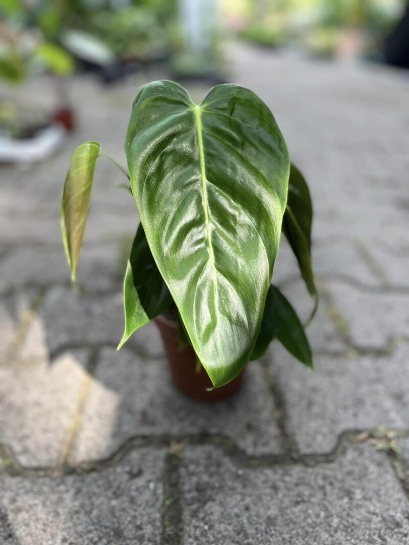 Philodendron Esmeraldense