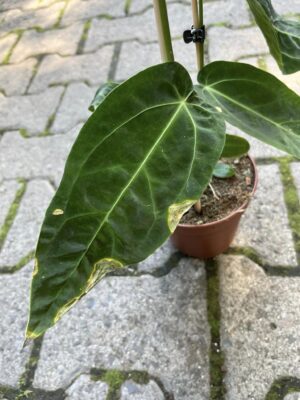 Anthurium Warocqueanum x Magnificum II kategoria