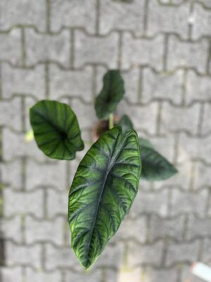 Alocasia Puncak Borneensis