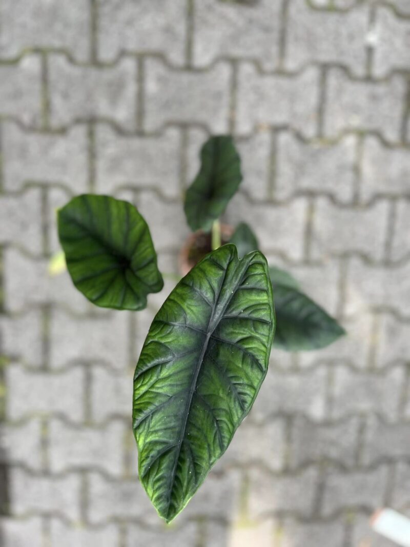 Alocasia Puncak Borneensis
