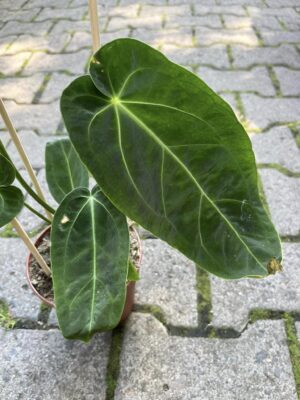 Anthurium Warocqueanum x Magnificum II kategoria