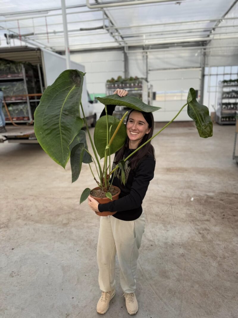 Anthurium Peltigerum OFERTA SPECJALNA