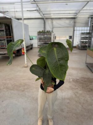 Anthurium Peltigerum OFERTA SPECJALNA