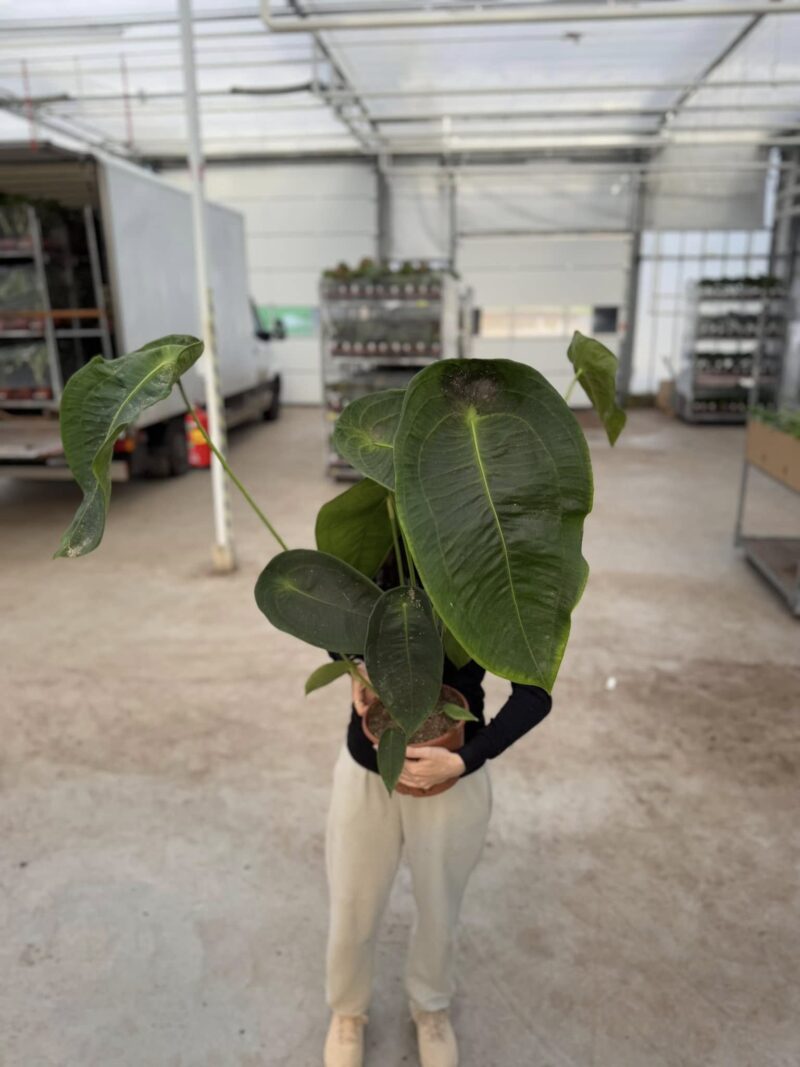 Anthurium Peltigerum OFERTA SPECJALNA