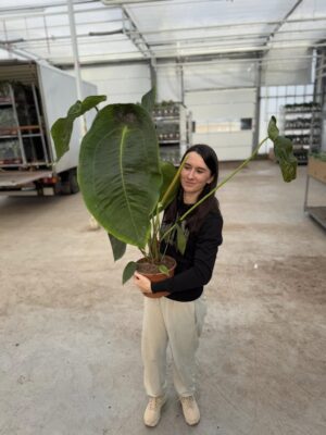 Anthurium Peltigerum OFERTA SPECJALNA