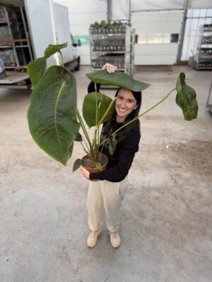 Anthurium Peltigerum OFERTA SPECJALNA