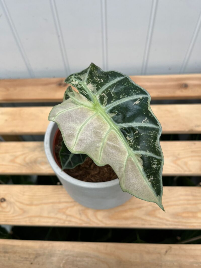 Alocasia Amazonica Polly Variegata Pink