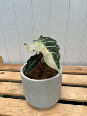 Alocasia Amazonica Polly Variegata Pink
