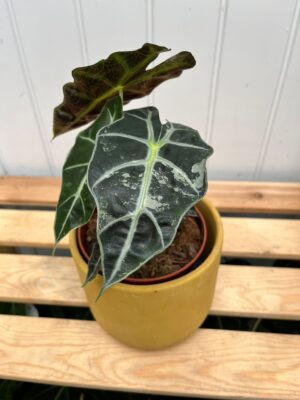 Alocasia Amazonica Polly Variegata