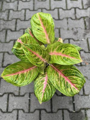 Aglaonema Grand Blossom