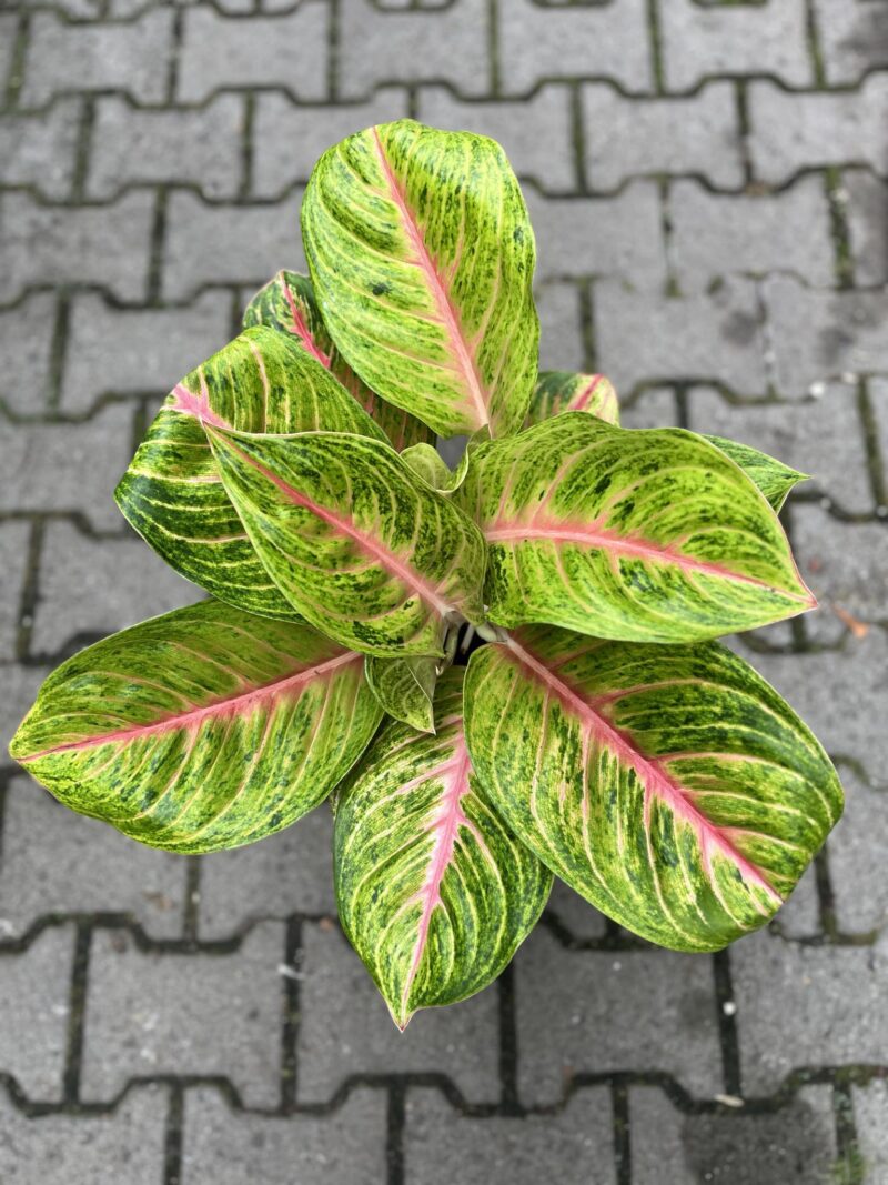 Aglaonema Grand Blossom