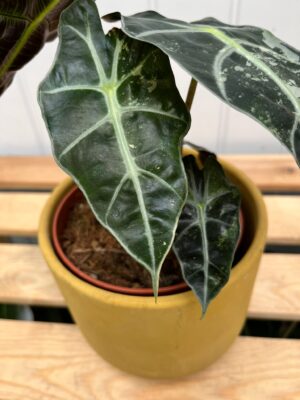 Alocasia Amazonica Polly Variegata