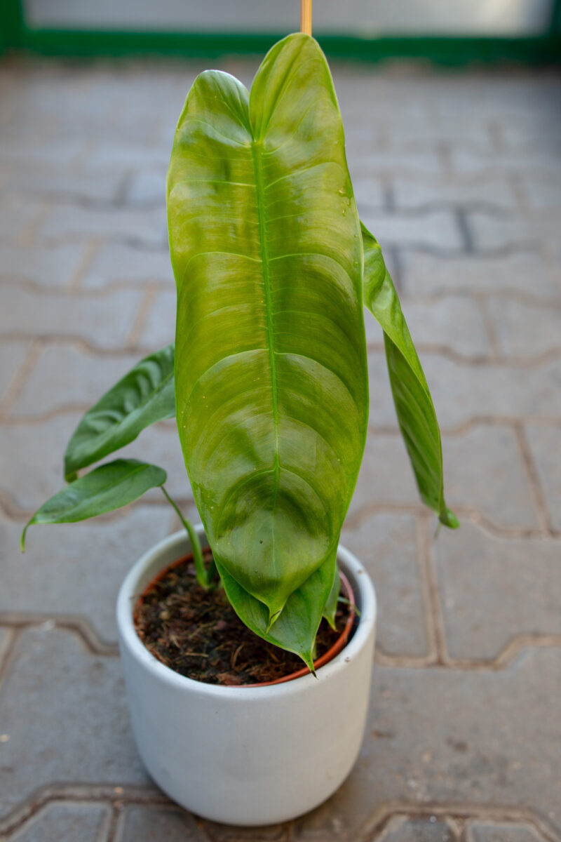 Philodendron sharoniae
