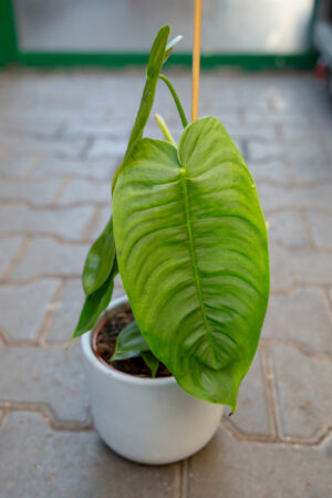 Philodendron sharoniae