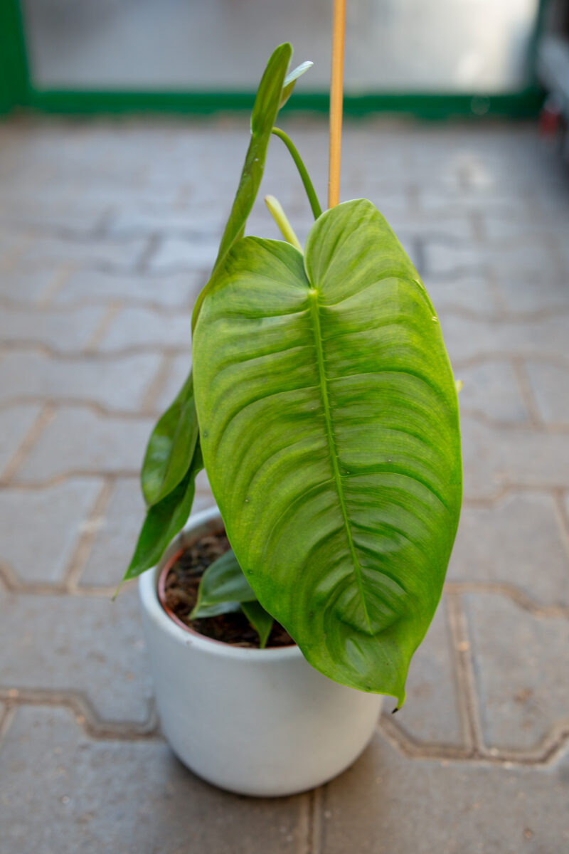 Philodendron sharoniae