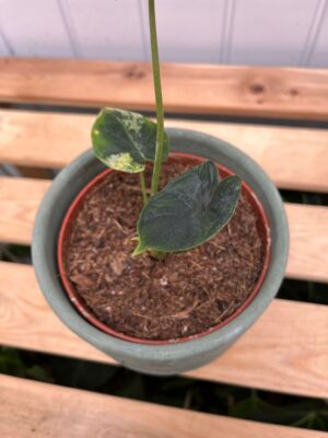 Alocasia Dragon Scale Variegata aurea