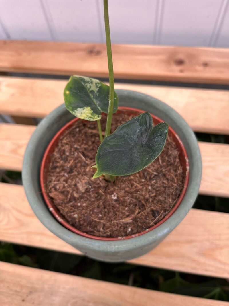 Alocasia Dragon Scale Variegata aurea