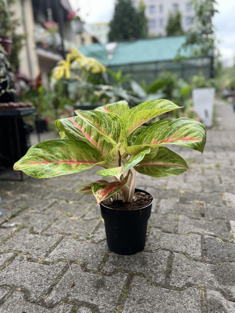 Aglaonema Grand Blossom