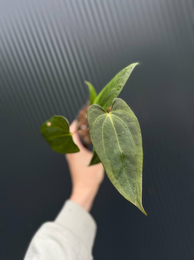 Anthurium Amazon Fox ‘inverse crossing’ x Anthurium Papilillaminum