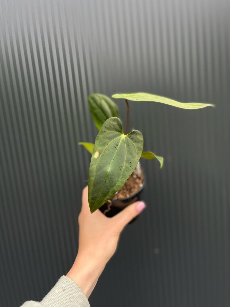 Anthurium Amazon Fox ‘inverse crossing’ x Anthurium Papilillaminum