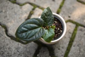 Anthurium Halloween Night