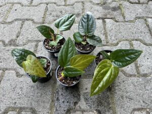 Anthurium Halloween Night