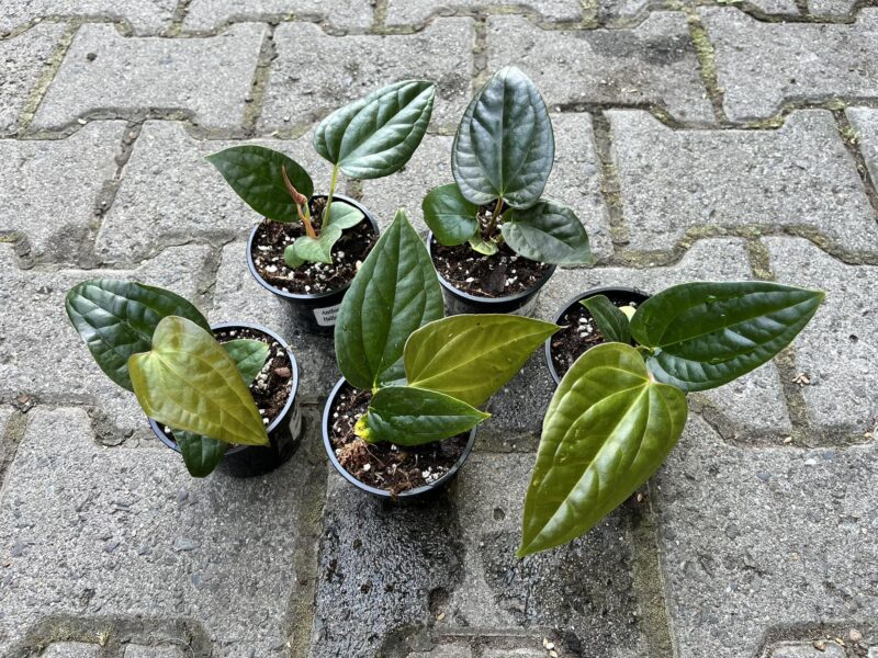 Anthurium Halloween Night