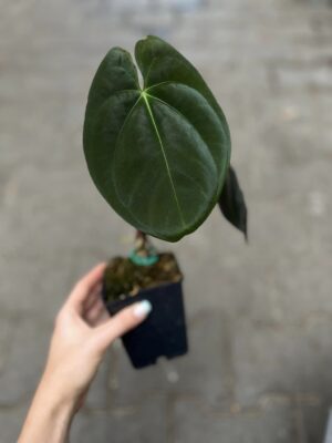 Anthurium Goliath