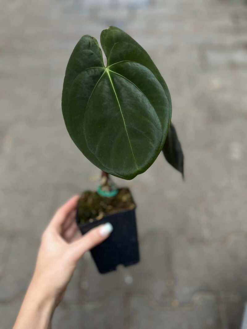 Anthurium Goliath