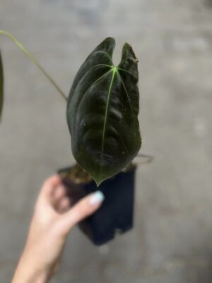 Anthurium Goliath