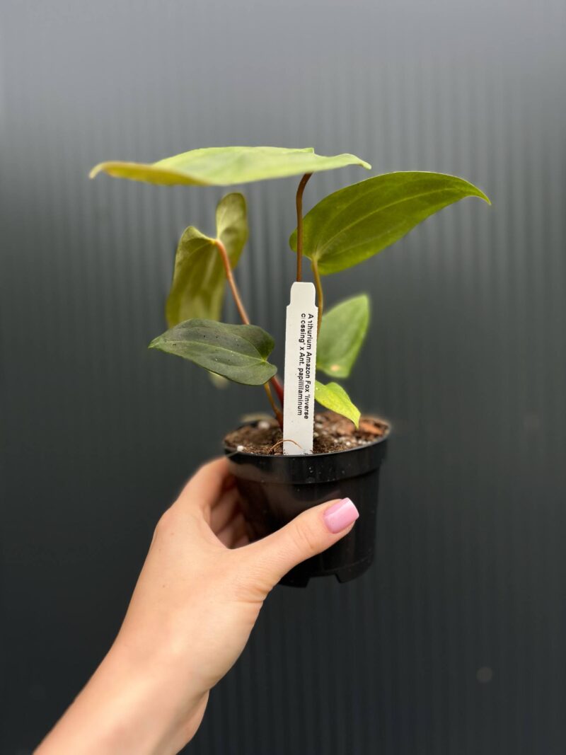 Anthurium Amazon Fox ‘inverse crossing’ x Anthurium Papilillaminum